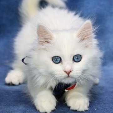 サイベリアン【京都府・男の子・2025年9月7日・ホワイトソリッド】の写真「両親外産👑ブルーアイ❣️ モコモコ君❣️」