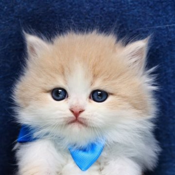 ラガマフィン【京都府・男の子・2025年11月20日・クリーム&ホワイト(ロング)】の写真「可愛い❣️美形兄妹💖クリスマス特価🎄」