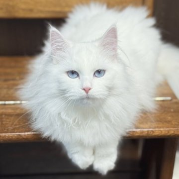 サイベリアン【京都府・男の子・2025年6月20日・ホワイトソリッド】の写真「両親外産✨ブルーアイ❣️ クリスマス特価🎄」