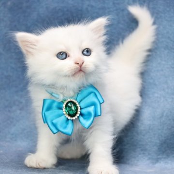 サイベリアン【京都府・男の子・2025年5月1日・ホワイトソリッド】の写真「両親外産の優良血統✨可愛さ爆発❣️特別価格‼️」
