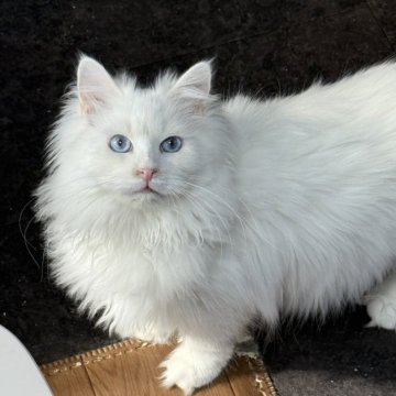 サイベリアン【京都府・男の子・2025年5月1日・ホワイトソリッド】の写真「両親外産👑瞳はブルー💙 特別値引き中❣️」