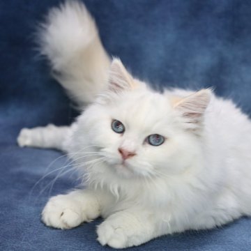 サイベリアン【京都府・男の子・2024年6月20日・クリームポイント(ネヴァマスカレード)】の写真「両親外産の優良血統✨爆毛君💙特別価格‼️」