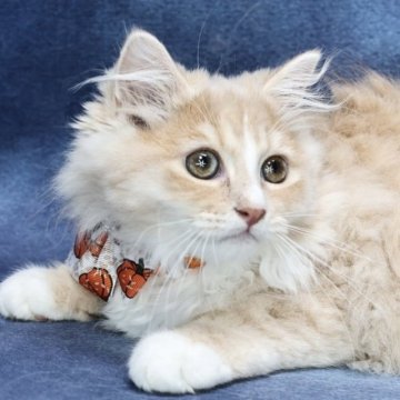 サイベリアン【京都府・男の子・2025年7月1日・クリームタビー&ホワイト】の写真「パパ外産✨ホワイトソックス❣️ お値引き中❣️」