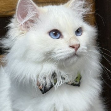 サイベリアン【京都府・男の子・2025年5月2日・クリームポイント(ネヴァマスカレード)】の写真「両親外産👑可愛さ爆発❣️ お値引き中❣️」