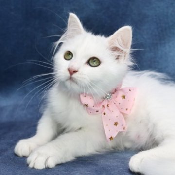 サイベリアン【京都府・女の子・2025年5月12日・ホワイトソリッド】の写真「両親外産👑ゴールドアイ❣️ お値引き中❣️」