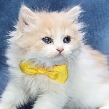 ラガマフィン【京都府・男の子・2025年9月14日・クリーム&ホワイト(ロング)】の写真「可愛い😍ふわふわ美男子💙特別値引き中‼️」