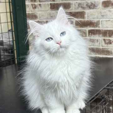 サイベリアン【京都府・男の子・2025年6月20日・ホワイトソリッド】の写真「両親外産✨ホワイト&ブルーアイ❣️ お値引き中❣️」