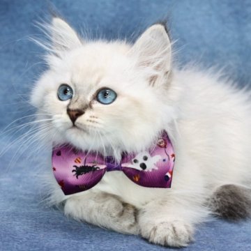 サイベリアン【京都府・男の子・2025年8月30日・ブルーリンクスポイント(ネヴァマスカレード)】の写真「両親外産の優良血統👑美形兄弟💙特別値引き中❗️」