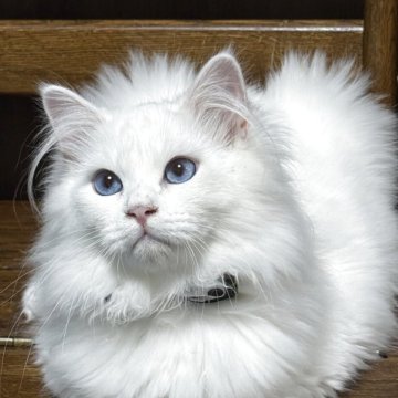 サイベリアン【京都府・男の子・2025年5月2日・ホワイトソリッド】の写真「両親外産👑可愛さ爆発❣️ クリスマス特価🎄」