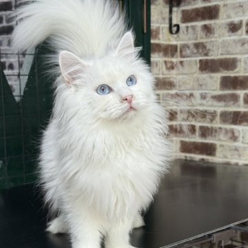 サイベリアン【京都府・男の子・2025年5月1日・ホワイトソリッド】の写真「両親外産👑瞳はブルー💙 特別値引き中❣️」