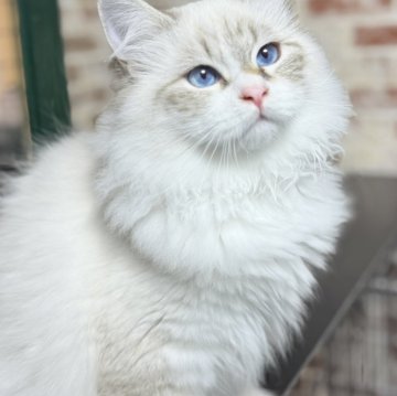 サイベリアン【京都府・男の子・2025年7月1日・ブルーポイント&ホワイト(ネヴァマスカレード)】の写真「両親外産の優良血統👑整ったお顔の美男子君❣️」