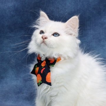 サイベリアン【京都府・男の子・2025年6月22日・クリームポイント(ネヴァマスカレード)】の写真「両親外産の優良血統👑美男子3兄弟❣️お値引き中❣」