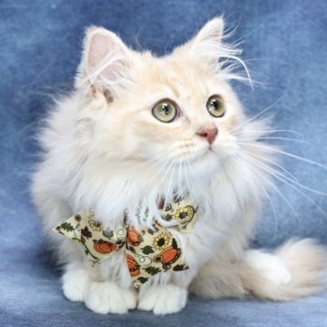 サイベリアン【京都府・男の子・2025年7月1日・クリームタビー&ホワイト】の写真「パパ外産✨ホワイトソックス❣️ お値引き中❣️」