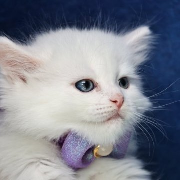 サイベリアン【京都府・男の子・2025年11月7日・ホワイトソリッド】の写真「パパ外産👑ゴールドアイ❣️ クリスマス特価🎄」