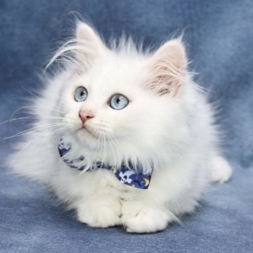 サイベリアン【京都府・男の子・2025年7月1日・ホワイトソリッド】の写真「両親外産の優良血統👑優しい男の子です❣️」