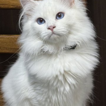 サイベリアン【京都府・男の子・2025年5月2日・ホワイトソリッド】の写真「両親外産👑可愛さ爆発❣️ 特別値引き中❣️」