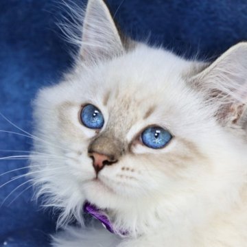 サイベリアン【京都府・男の子・2025年8月30日・ブルーリンクスポイント(ネヴァマスカレード)】の写真「両親外産👑美形兄弟💙クリスマス特価🎄」