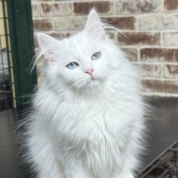 サイベリアン【京都府・男の子・2025年6月20日・ホワイトソリッド】の写真「両親外産✨ホワイト&ブルーアイ❣️ 特別お値引き」