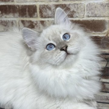 サイベリアン【京都府・女の子・2025年5月1日・ブルーポイント(ネヴァマスカレード)】の写真「両親外産👑可愛さ爆発❣️ お値引き中❣️」