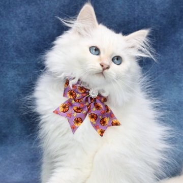 サイベリアン【京都府・男の子・2025年6月22日・クリームポイント(ネヴァマスカレード)】の写真「両親外産の優良血統👑美男子3兄弟❣️お値引き中❣」