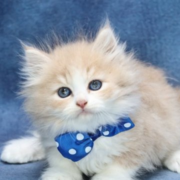 ラガマフィン【京都府・男の子・2025年9月14日・クリーム&ホワイト(ロング)】の写真「可愛い😍ふわふわ美男子💙特別値引き中‼️」