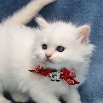 サイベリアン【京都府・男の子・2025年10月15日・クリームポイント(ネヴァマスカレード)】の写真「両親外産の優良血統👑超・ハンサム❣️」