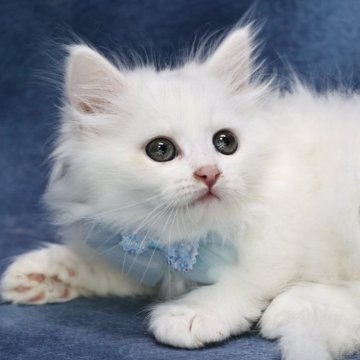 サイベリアン【京都府・女の子・2025年9月7日・ホワイトソリッド】の写真「両親外産👑ゴールドアイ❣️ 特別値引き中❣️」