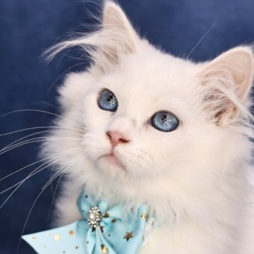 サイベリアン【京都府・男の子・2025年5月2日・ホワイトソリッド】の写真「両親外産👑可愛さ爆発❣️サマーセール中🌻」