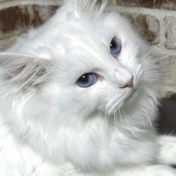 サイベリアン【京都府・男の子・2025年2月26日・ホワイトソリッド】の写真「両親外産の優良血統👑去勢済み❗ 特別値引き中❣️」