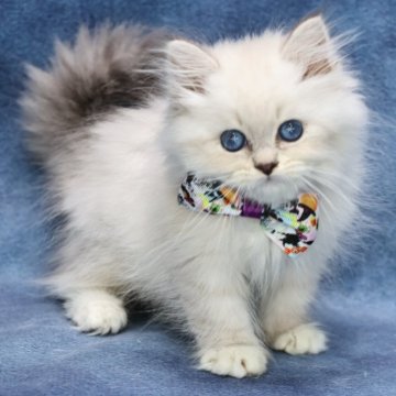 サイベリアン【京都府・男の子・2025年8月20日・ブルーリンクスポイント(ネヴァマスカレード)】の写真「両親外産👑超絶美形❣️ 驚きのディープブルー💙」