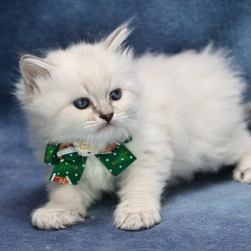 サイベリアン【京都府・男の子・2025年10月15日・ブルーリンクスポイント(ネヴァマスカレード)】の写真「両親外産の優良血統👑超・ハンサム❣️」