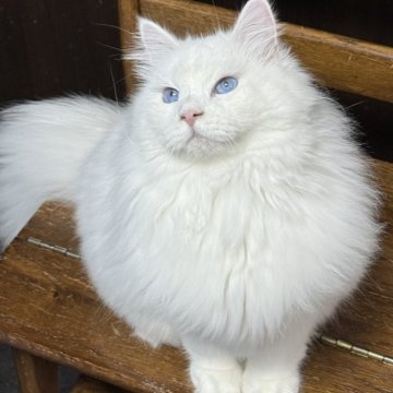 サイベリアン【京都府・男の子・2025年2月26日・ホワイトソリッド】の写真「両親外産👑ディープブルーの瞳の爆毛君‼️」