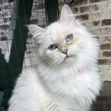 サイベリアン【京都府・女の子・2025年1月18日・ブルーポイント(ネヴァマスカレード)】の写真「両親外産👑避妊手術済❗️サマーセール🌻」