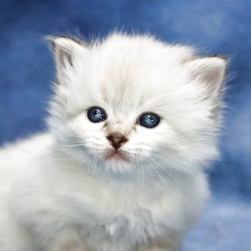 サイベリアン【京都府・女の子・2025年11月7日・ブルーポイント(ネヴァマスカレード)】の写真「パパ外産👑優しいお顔💖可愛く成長中❣️」