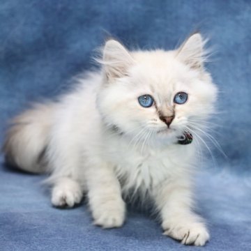 サイベリアン【京都府・男の子・2025年8月30日・ブルーリンクスポイント(ネヴァマスカレード)】の写真「両親外産の優良血統👑美形兄弟💙特別値引き中❗️」