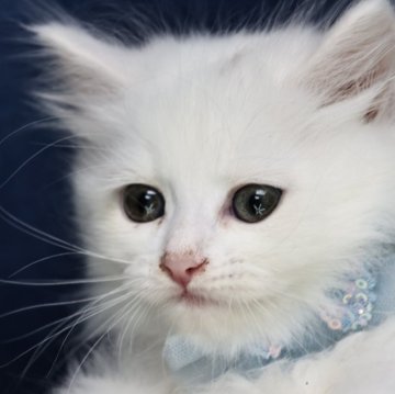 サイベリアン【京都府・女の子・2025年9月7日・ホワイトソリッド】の写真「両親外産👑ゴールドアイ❣️ 特別値引き中❣️」