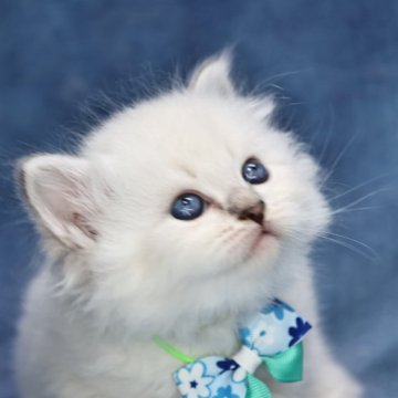 サイベリアン【京都府・男の子・2025年5月2日・ブルーポイント(ネヴァマスカレード)】の写真「両親外産の優良血統✨可愛さ爆発です❣️」