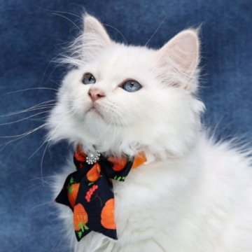 サイベリアン【京都府・男の子・2025年6月22日・クリームポイント(ネヴァマスカレード)】の写真「両親外産の優良血統👑美男子❣️特別値引き中❣」