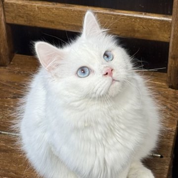 サイベリアン【京都府・男の子・2025年9月7日・ホワイトソリッド】の写真「両親外産👑去勢済‼青い瞳💙 甘えん坊❣️」