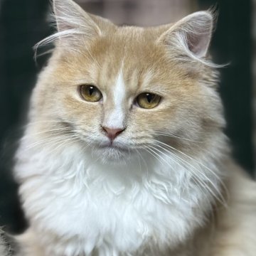 サイベリアン【京都府・男の子・2025年7月1日・クリームタビー&ホワイト】の写真「パパ外産✨ホワイトソックス❣️ 特別値引き中❣️」