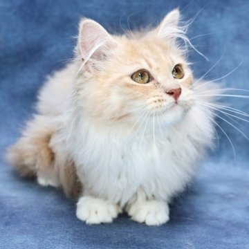 サイベリアン【京都府・男の子・2025年7月1日・クリームタビー&ホワイト】の写真「パパ外産✨ホワイトソックス❣️ 特別値引き中❣️」