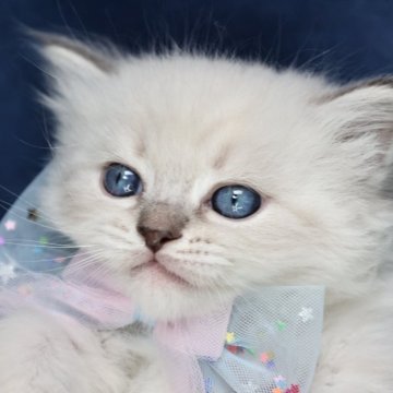サイベリアン【京都府・男の子・2025年2月7日・ブルーポイント(ネヴァマスカレード)】の写真「両親外産の優良血統✨めちゃ可愛兄弟💙」