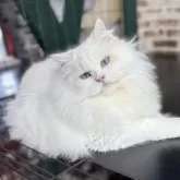 サイベリアン【京都府・男の子・2025年3月14日・クリームポイント&ホワイト(ネヴァマスカレード)】の写真1