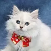 サイベリアン【京都府・女の子・2025年9月7日・ブルーポイント(ネヴァマスカレード)】の写真1