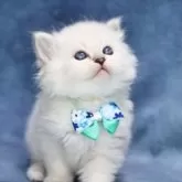 サイベリアン【京都府・男の子・2025年5月2日・ブルーポイント(ネヴァマスカレード)】の写真8