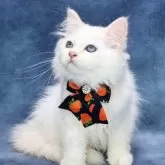 サイベリアン【京都府・男の子・2025年6月22日・クリームポイント(ネヴァマスカレード)】の写真4