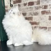 サイベリアン【京都府・男の子・2025年3月14日・クリームポイント&ホワイト(ネヴァマスカレード)】の写真2