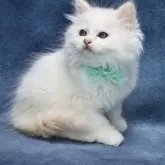 サイベリアン【京都府・男の子・2025年6月22日・クリームポイント(ネヴァマスカレード)】の写真8