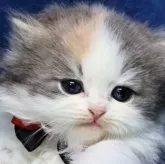 ラガマフィン【京都府・女の子・2026年1月30日・ダイリュートキャリコ(ロング)】の写真2