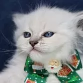 サイベリアン【京都府・男の子・2025年10月15日・ブルーリンクスポイント(ネヴァマスカレード)】の写真2